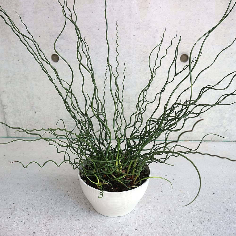 植物 植物販売】兵庫県宝塚市㈱陽春園植物場ネット通販 ディクソニア